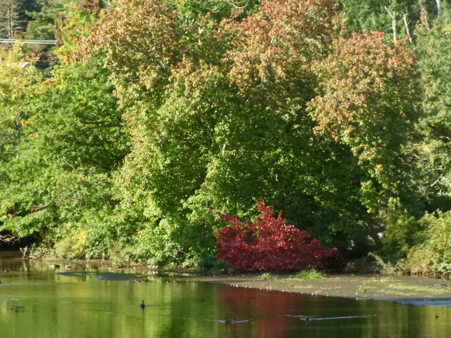 Adjacent to Plimouth Grist Mill 3 of 19 (#0272)