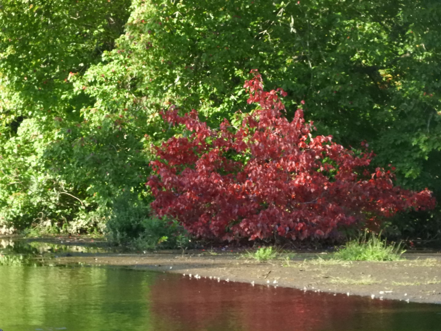Adjacent to Plimouth Grist Mill 4 of 19 (#0273)