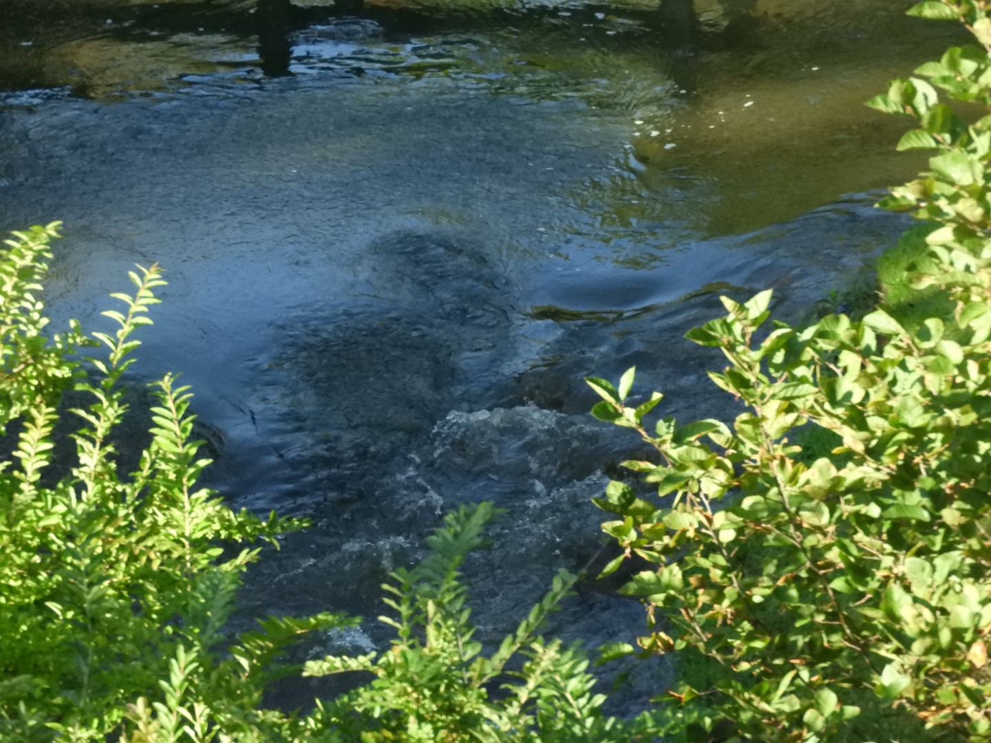 Brewster Garden 5 of 23 (#0282)