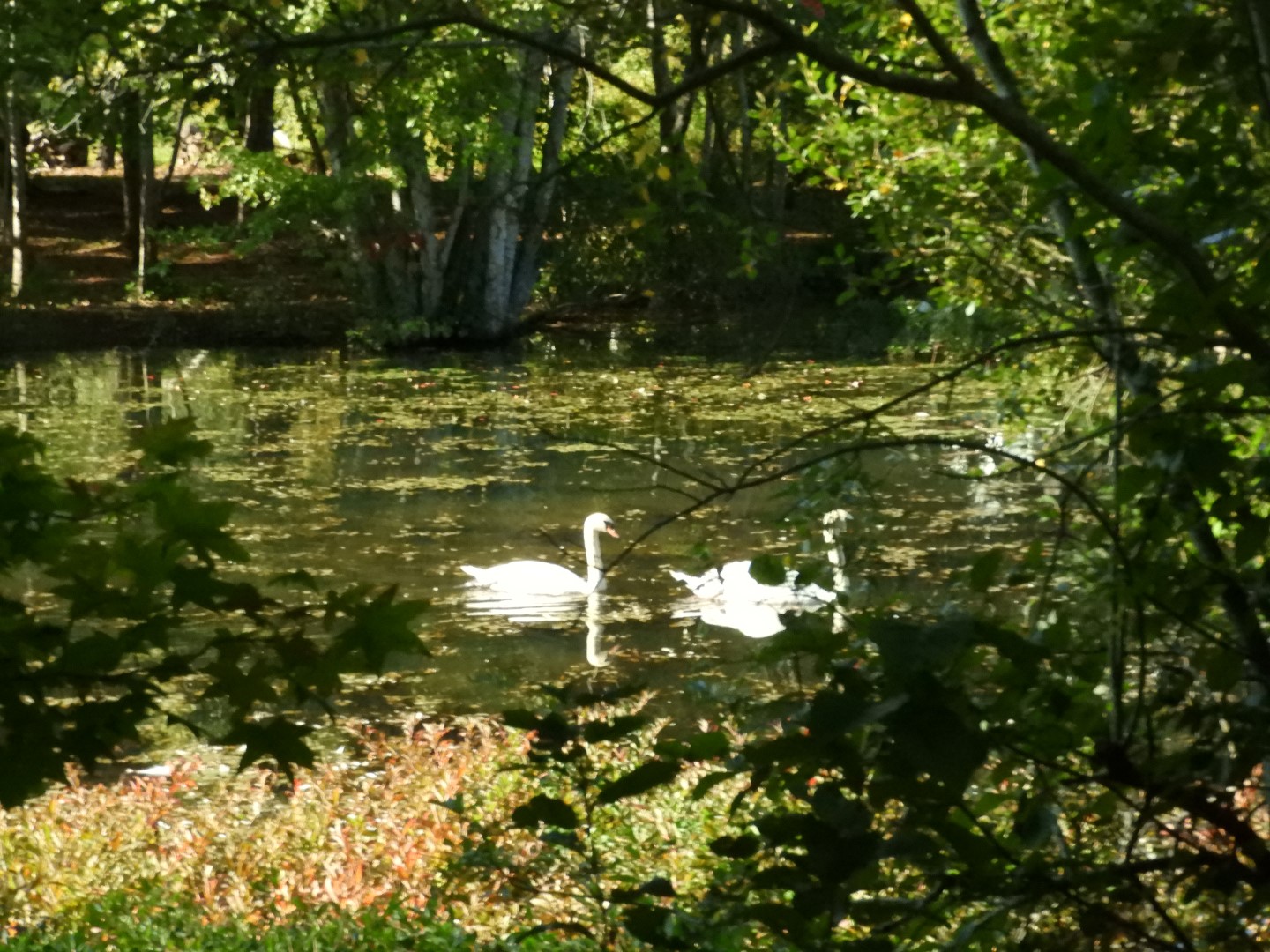 Adjacent to Plimouth Grist Mill 7 of 19 (#0317)