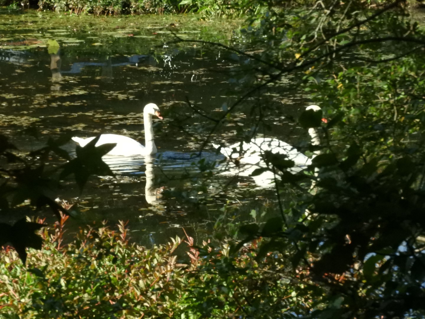 Adjacent to Plimouth Grist Mill 8 of 19 (#0318)