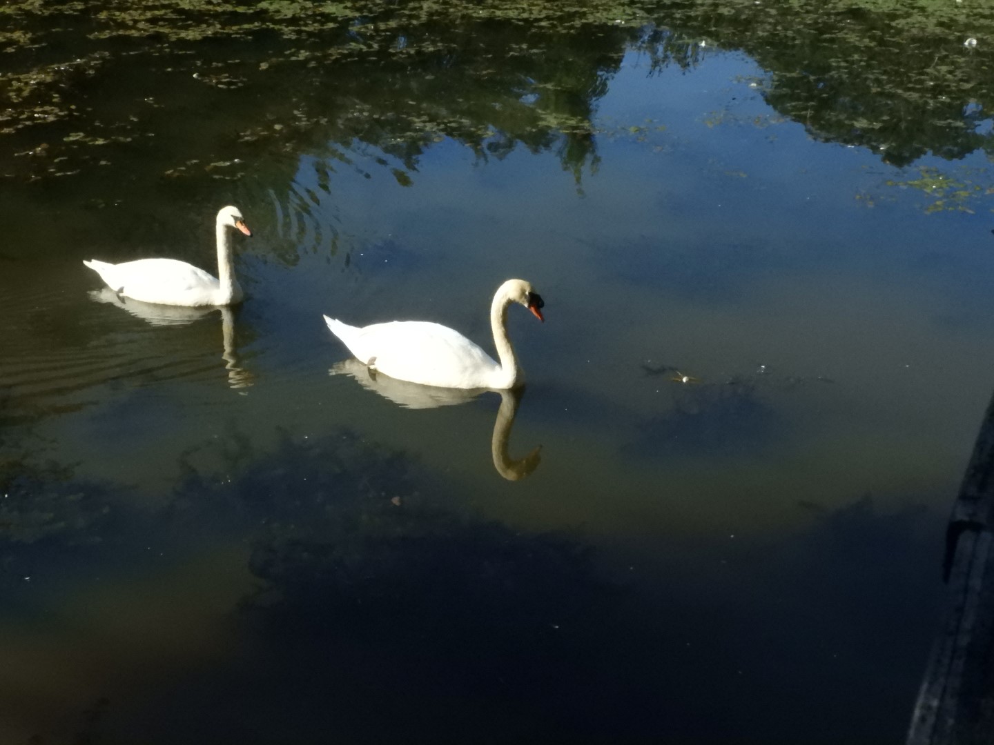 Adjacent to Plimouth Grist Mill 9 of 19 (#0319)