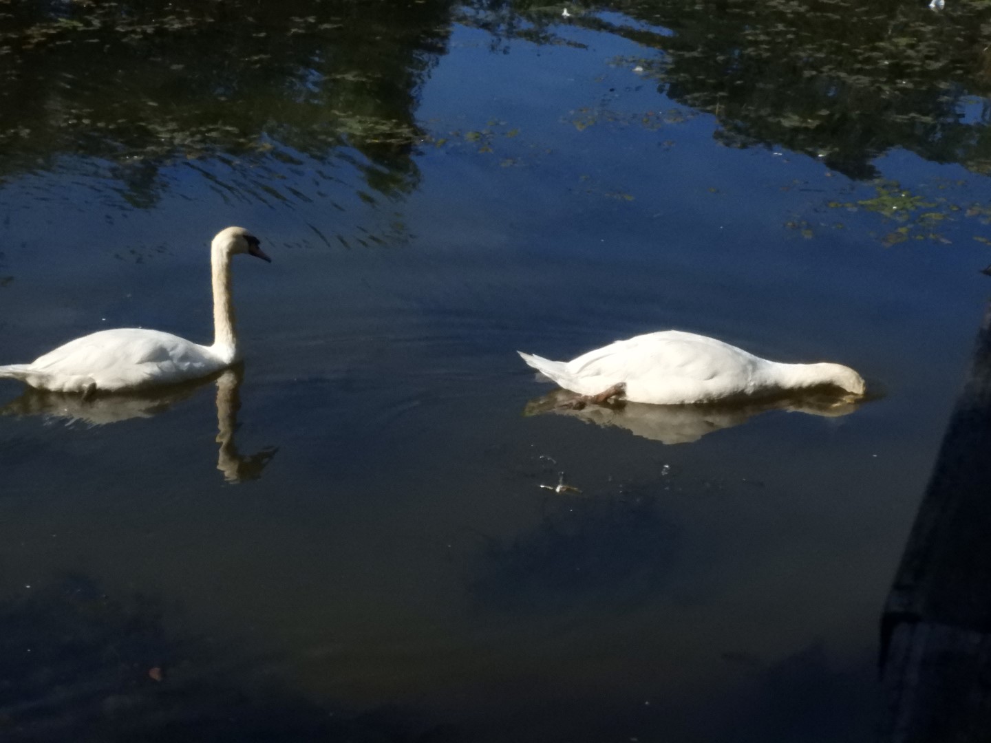 Adjacent to Plimouth Grist Mill 11 of 19 (#0321)