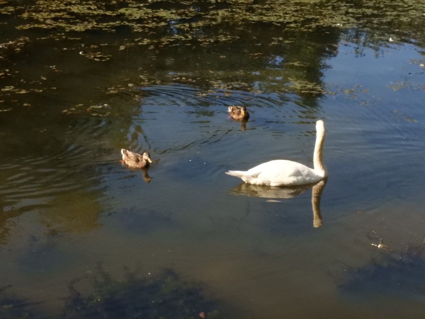 Adjacent to Plimouth Grist Mill 12 of 19 (#0322)