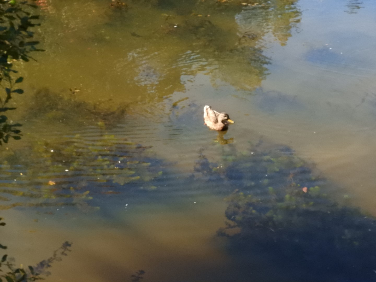 Adjacent to Plimouth Grist Mill 13 of 19 (#0323)