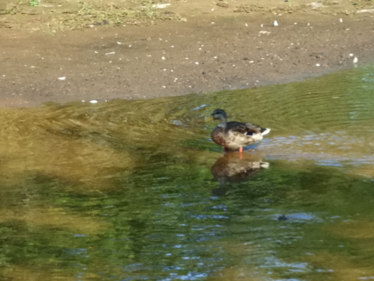 Adjacent to Plimouth Grist Mill 14 of 19 (#0324)