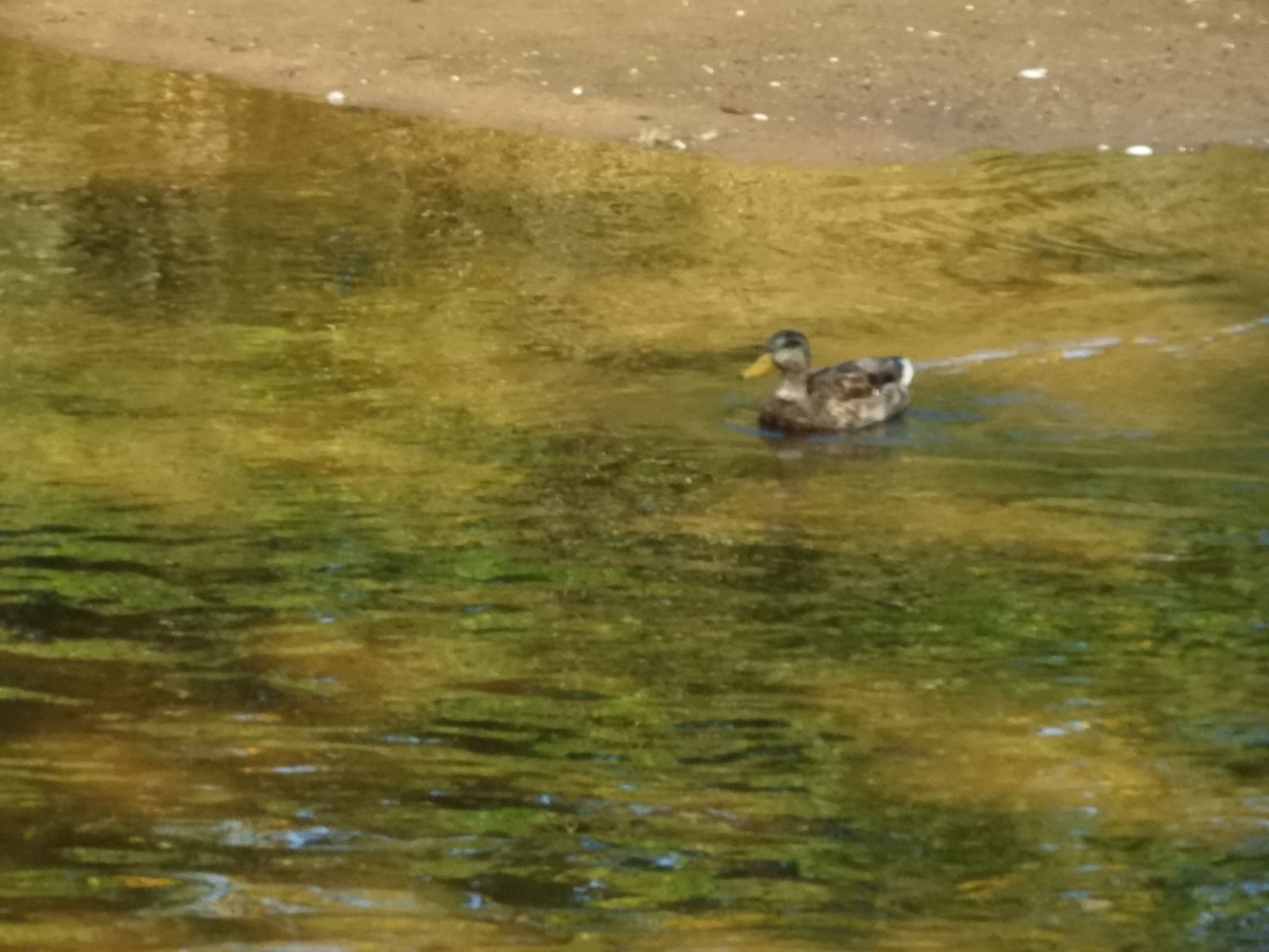 Adjacent to Plimouth Grist Mill 15 of 19 (#0325)