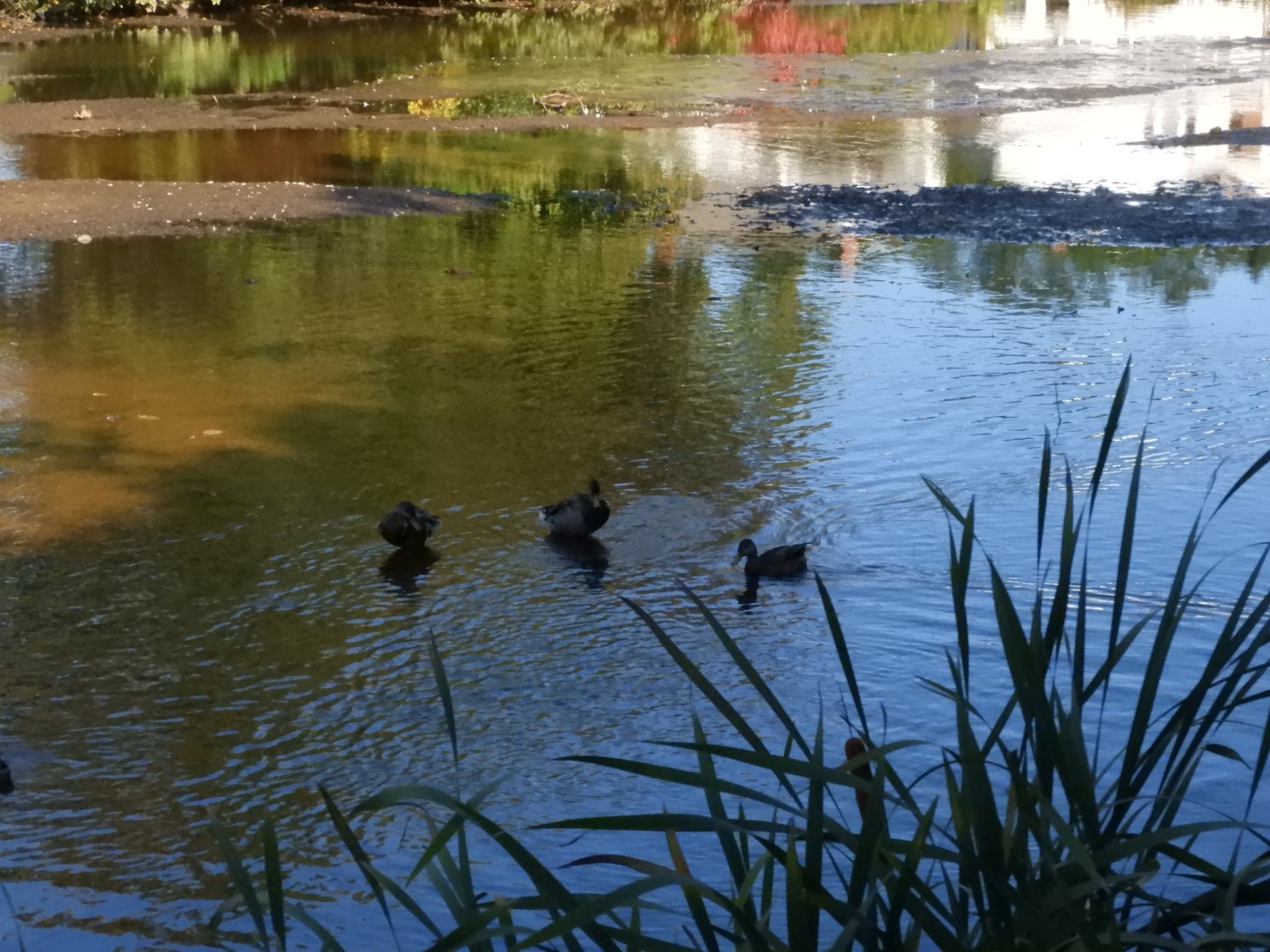 Adjacent to Plimouth Grist Mill 16 of 19 (#0326)