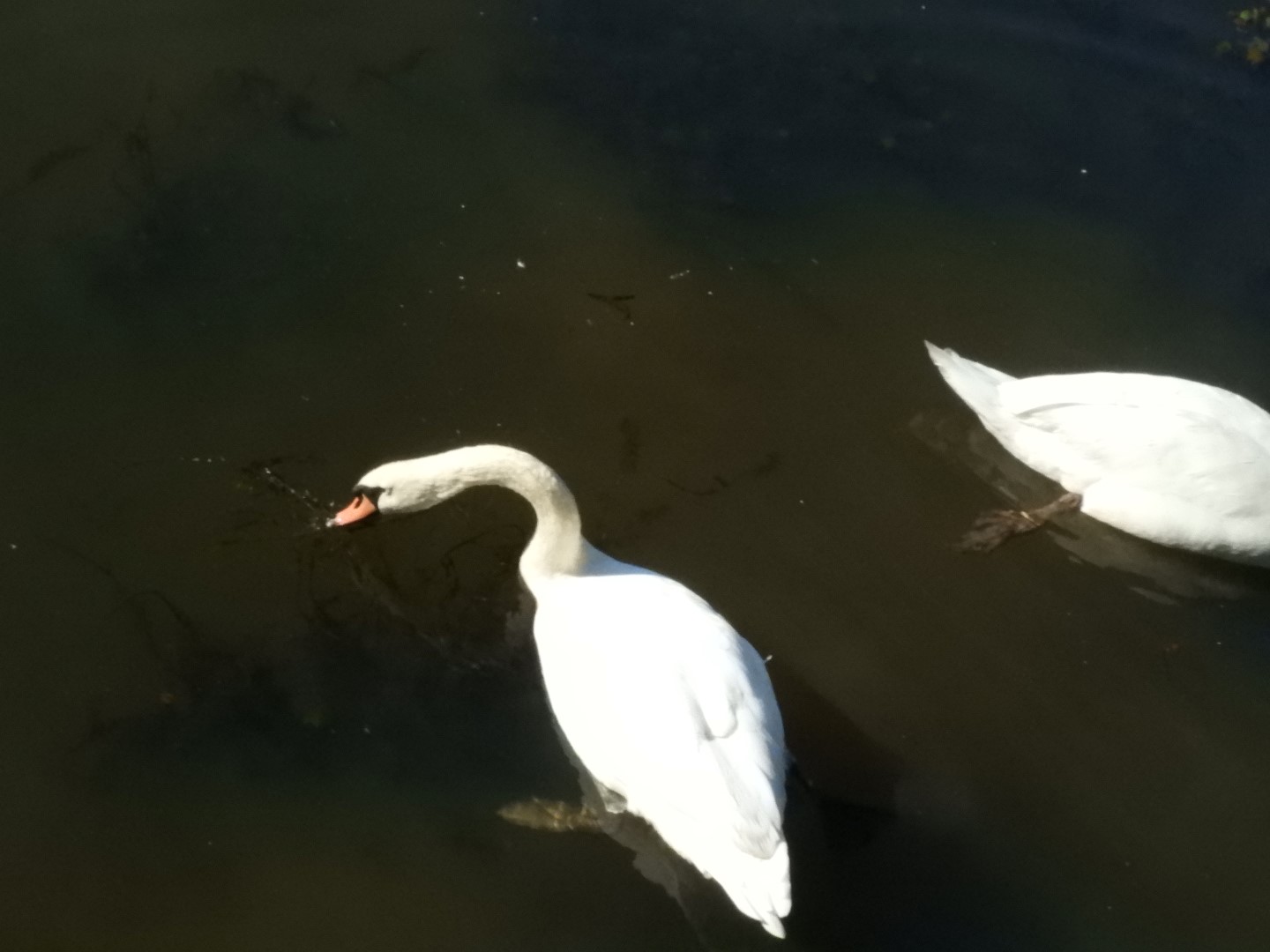 Adjacent to Plimouth Grist Mill 18 of 19 (#0331)