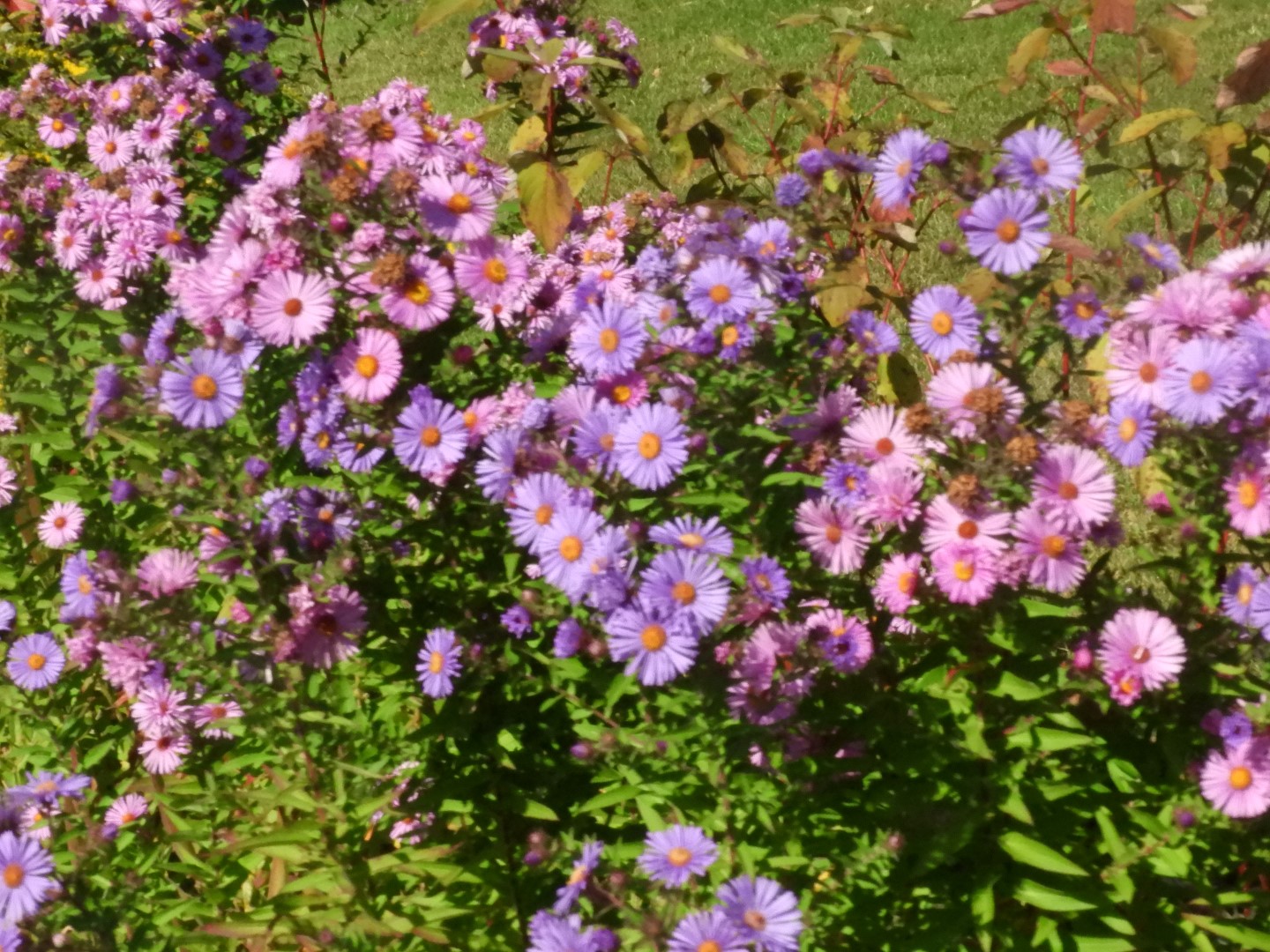 Plimouth Plantation - Visitor Center 33 of 35 (#0365)