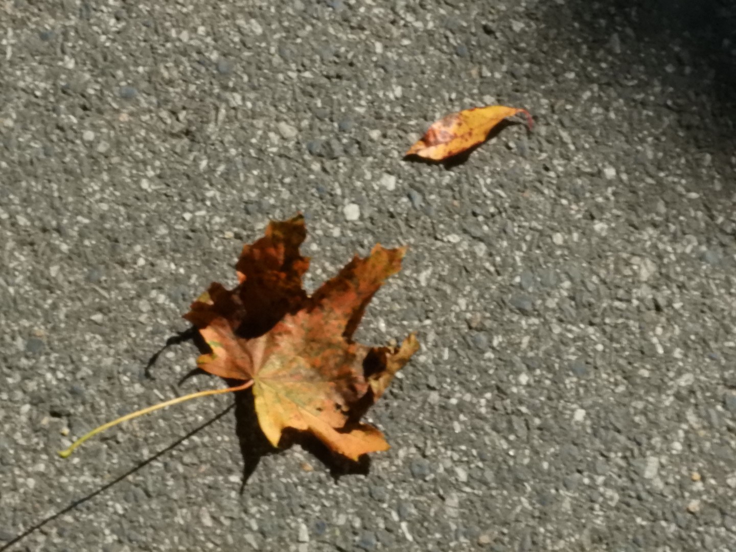 Plimouth Plantation - Visitor Center 35 of 35 (#0367)