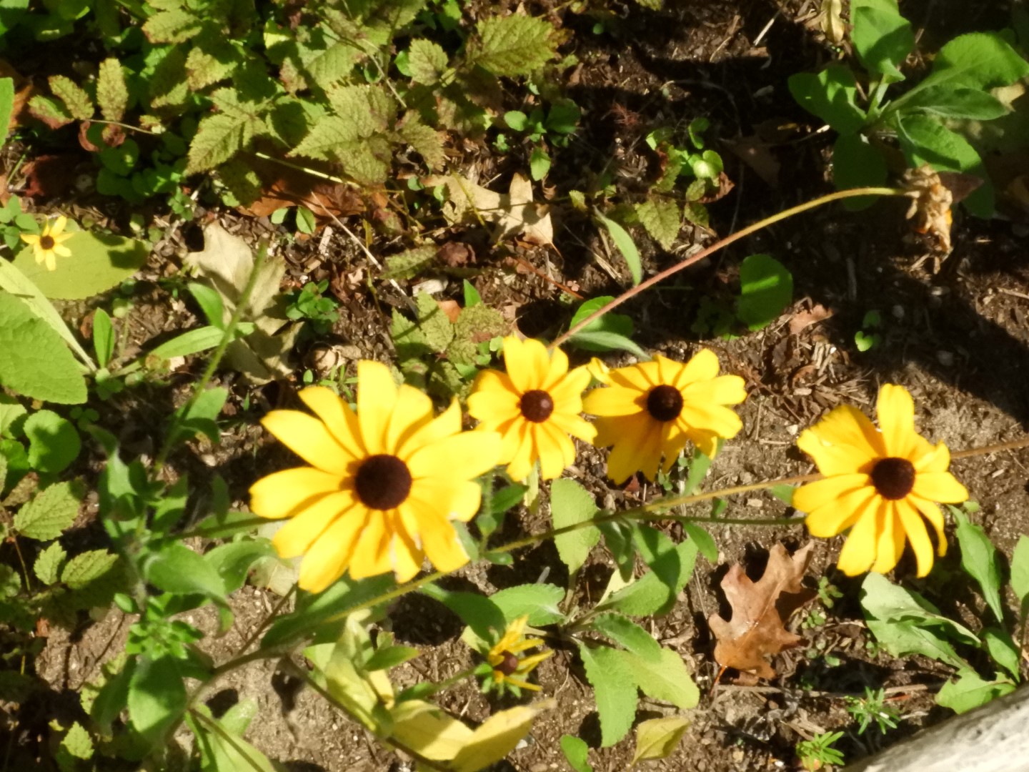 Plimouth Plantation - Wampanoag Homesite 1 of 23 (#0368)