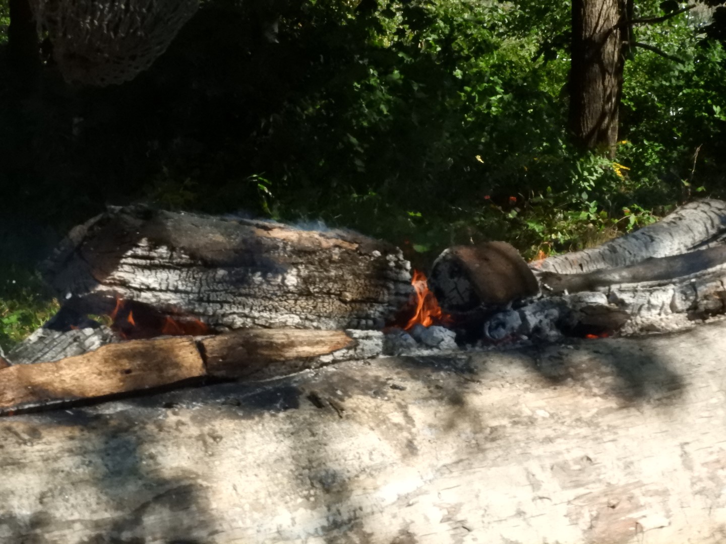 Plimouth Plantation - Wampanoag Homesite 7 of 23 (#0374)