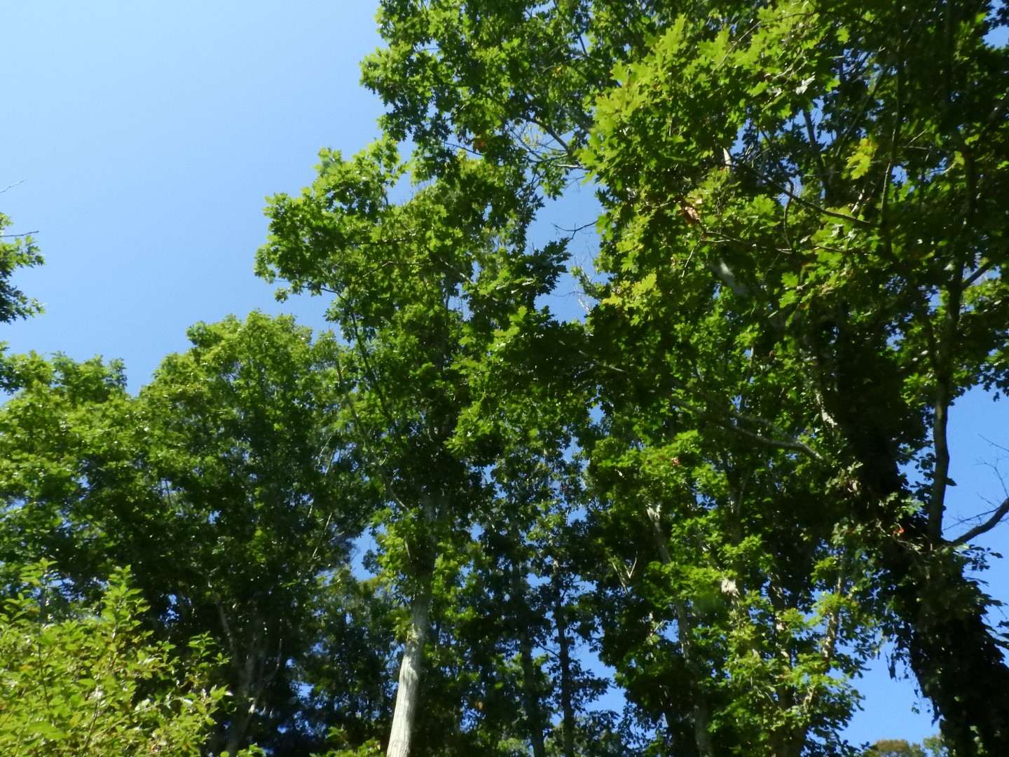 Plimouth Plantation - Wampanoag Homesite 23 of 23 (#0390)