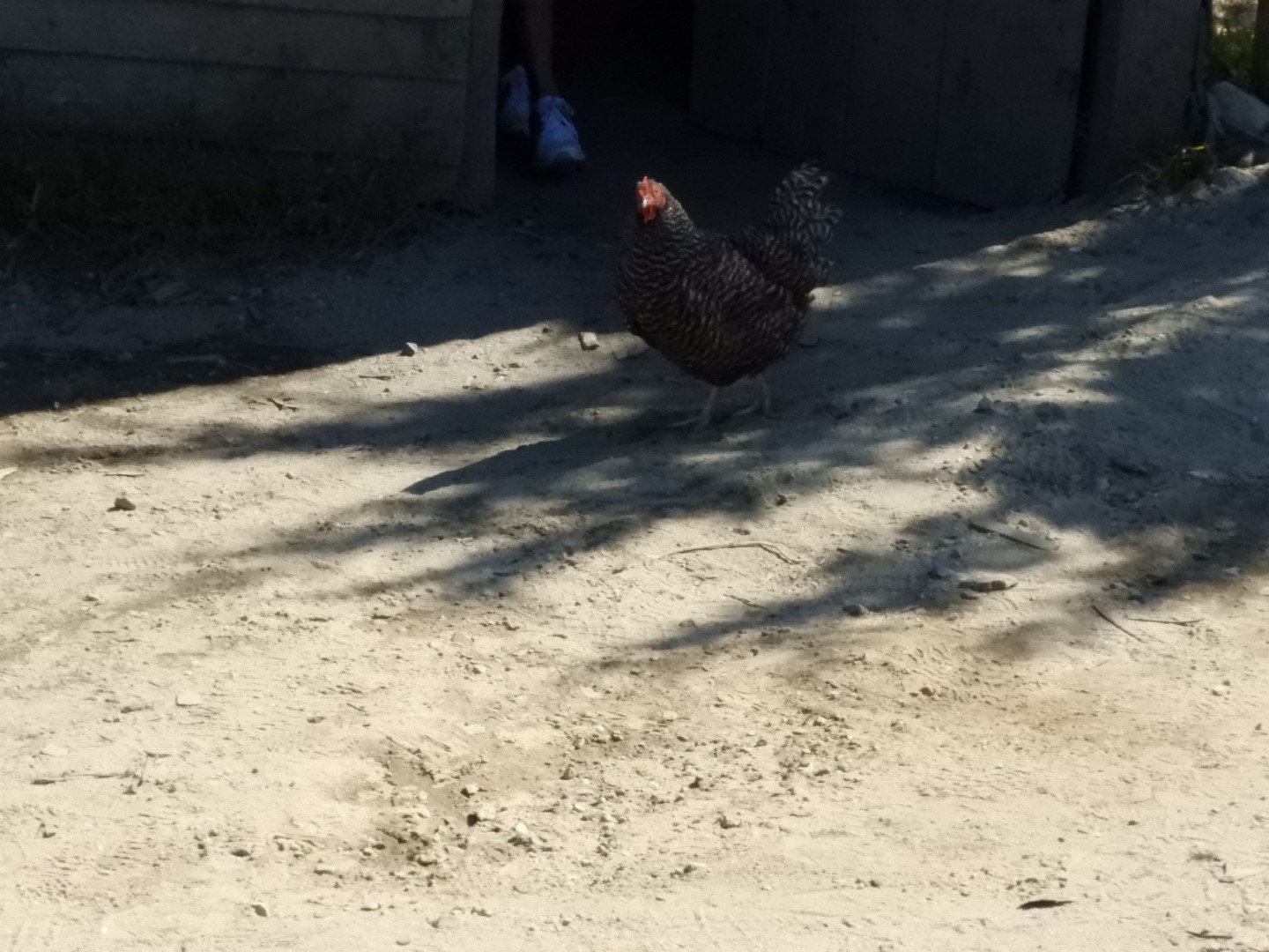 Plimouth Plantation - English Village 20 of 43 (#0432)