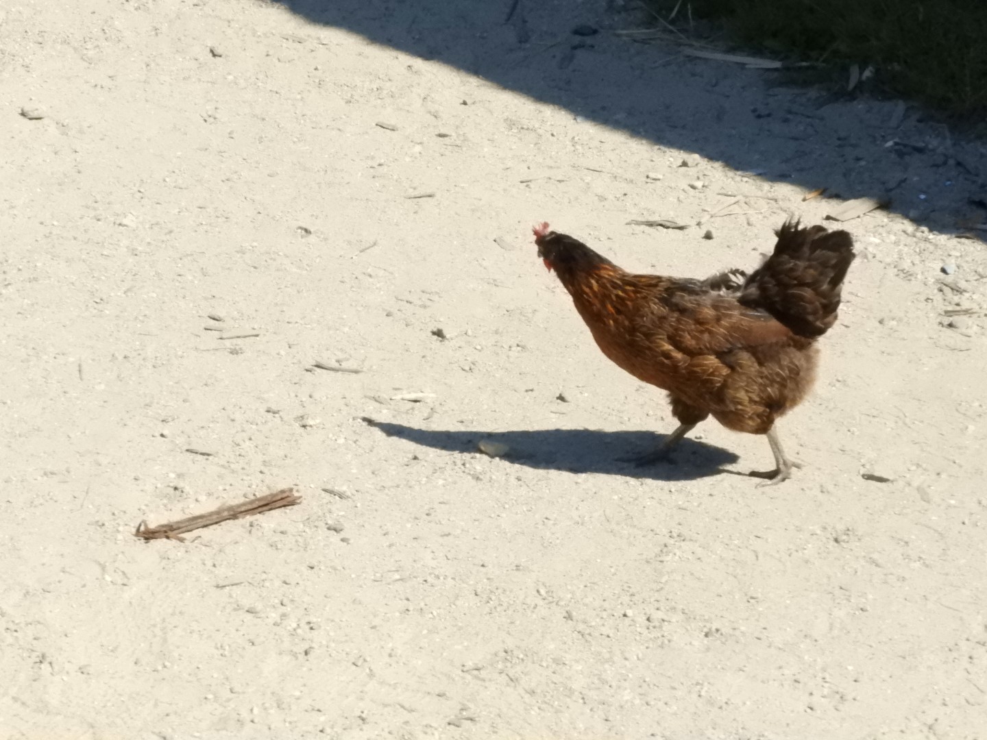 Plimouth Plantation - English Village 21 of 43 (#0433)