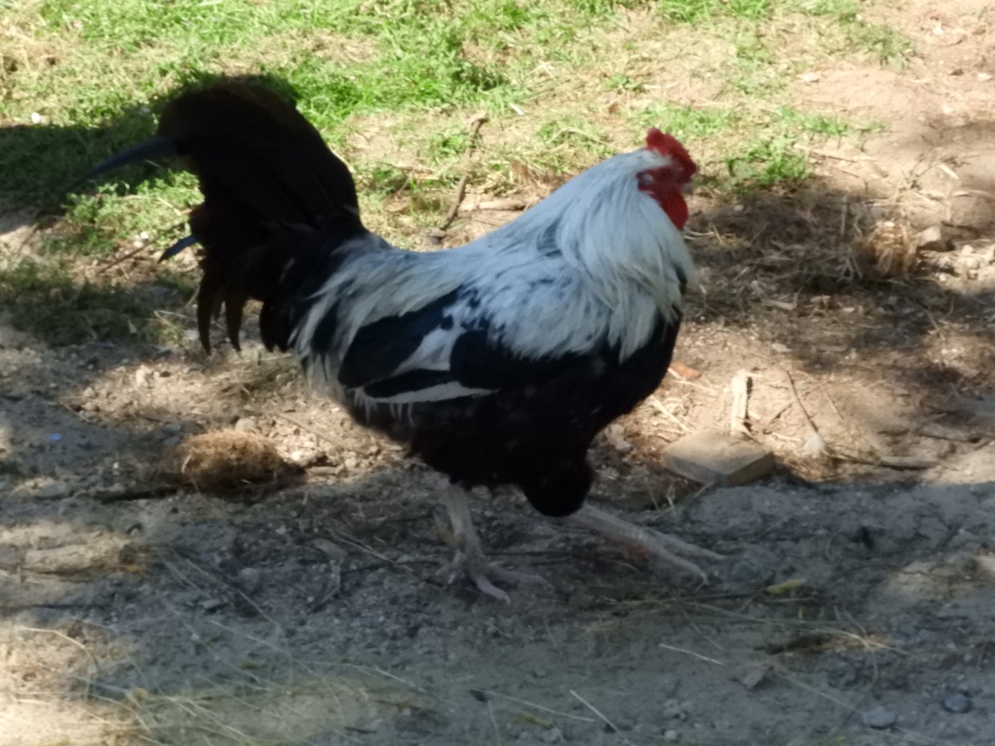 Plimouth Plantation - English Village 35 of 43 (#0448)