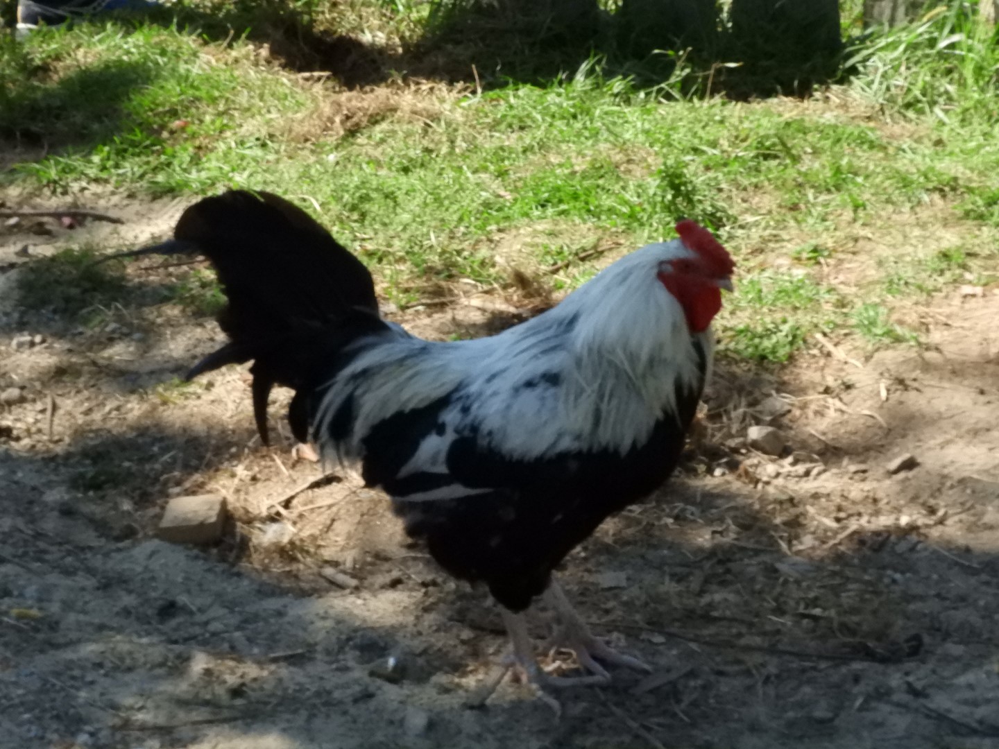 Plimouth Plantation - English Village 36 of 43 (#0449)