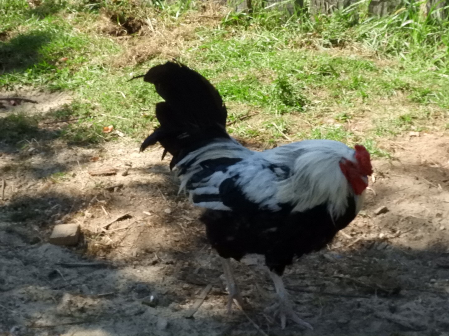 Plimouth Plantation - English Village 37 of 43 (#0450)