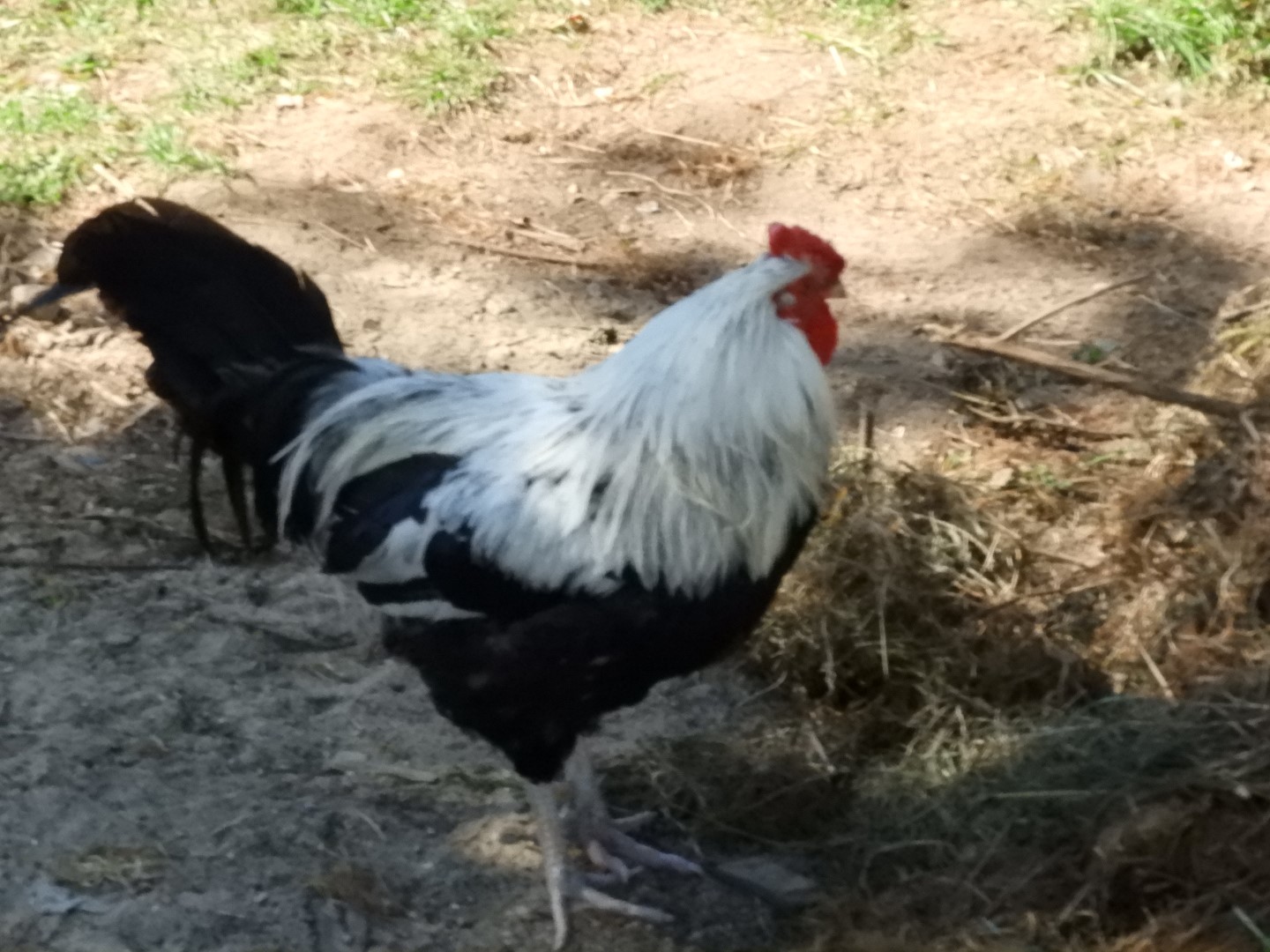 Plimouth Plantation - English Village 38 of 43 (#0451)