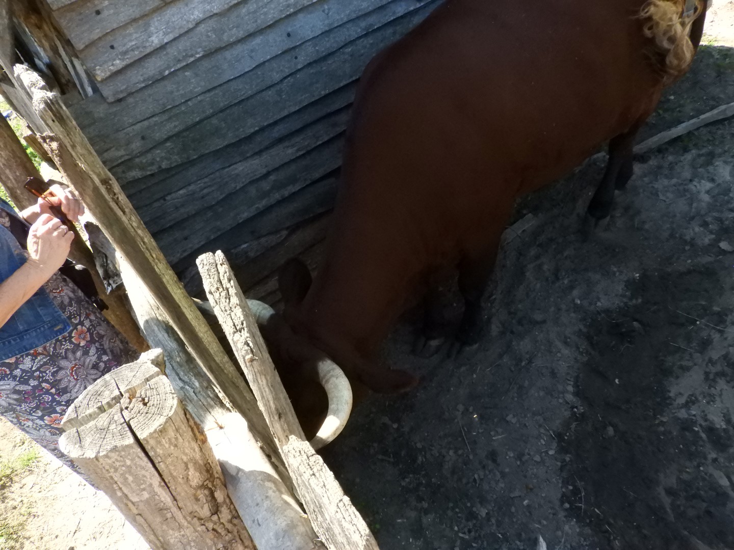 Plimouth Plantation - English Village 39 of 43 (#0452)