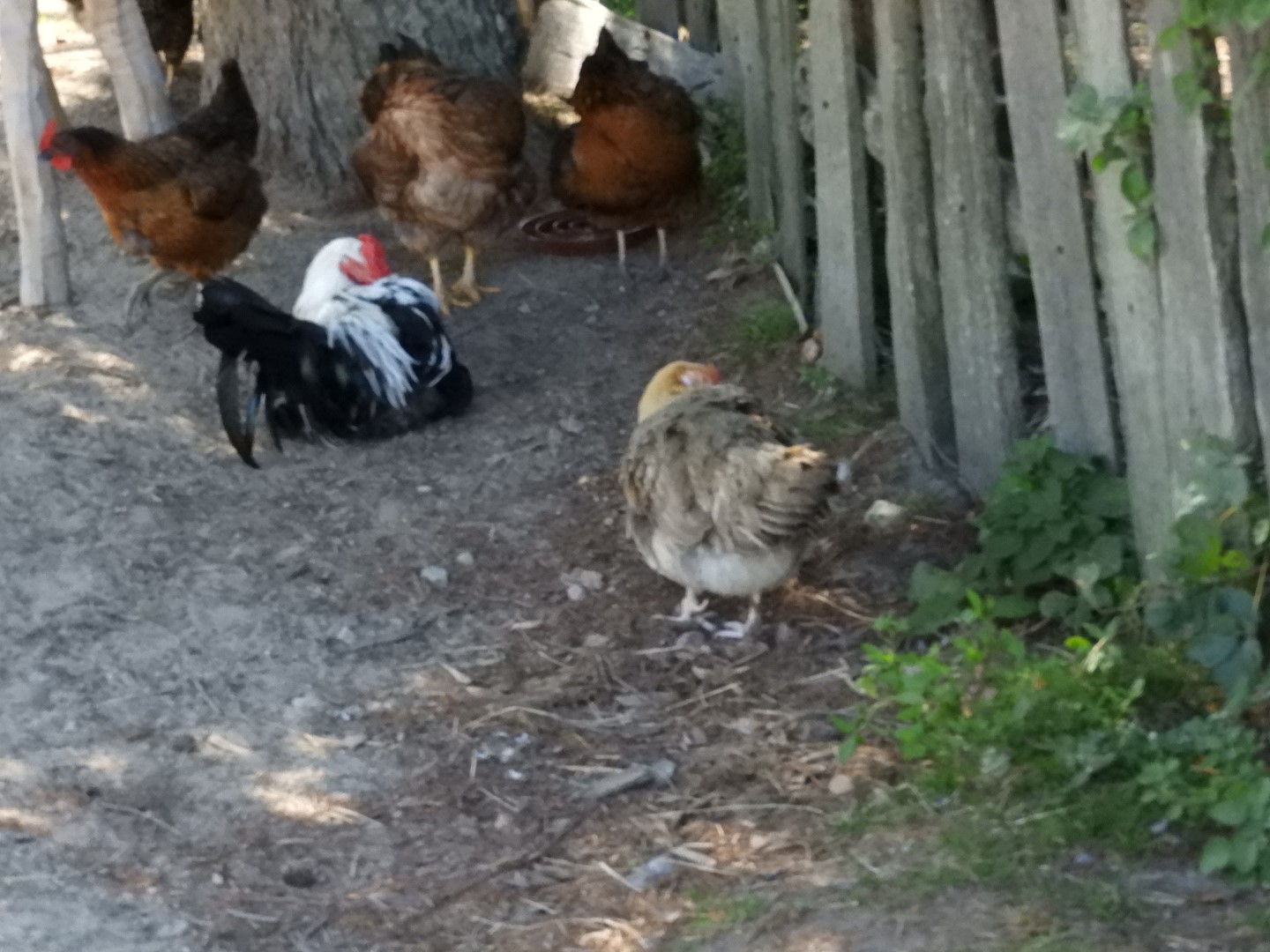 Plimouth Plantation - English Village 40 of 43 (#0453)