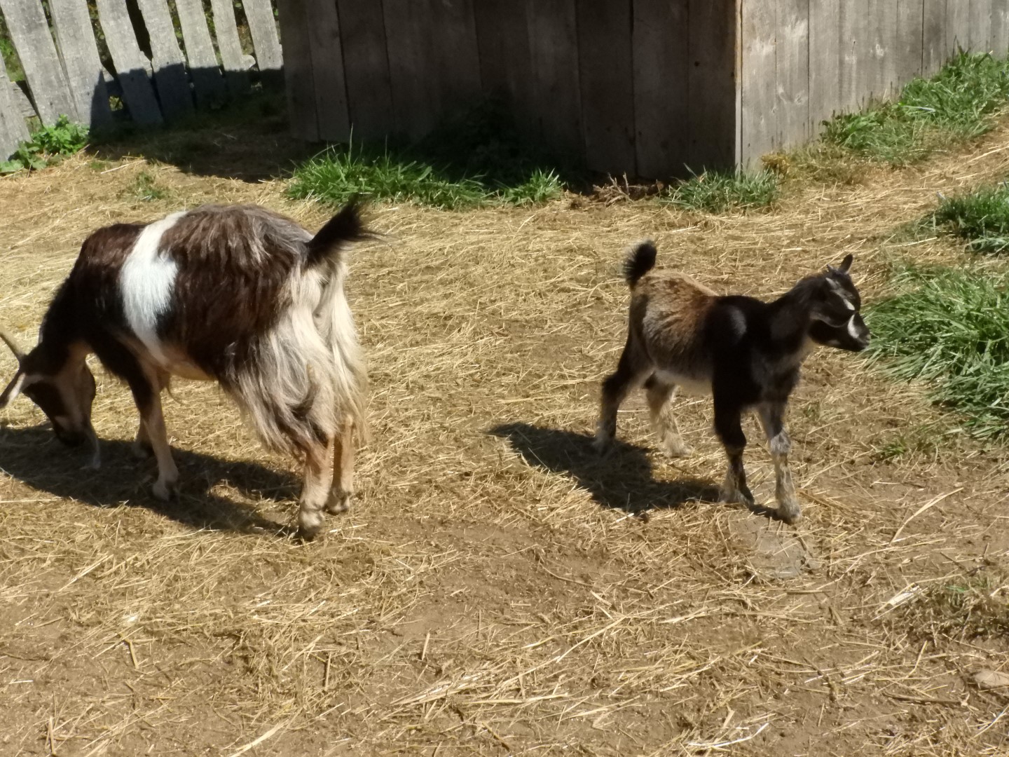 Plimouth Plantation - English Village 42 of 43 (#0457)