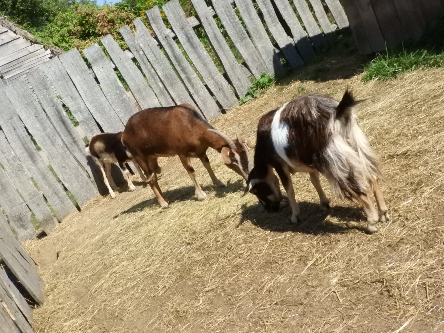 Plimouth Plantation - English Village 43 of 43 (#0458)