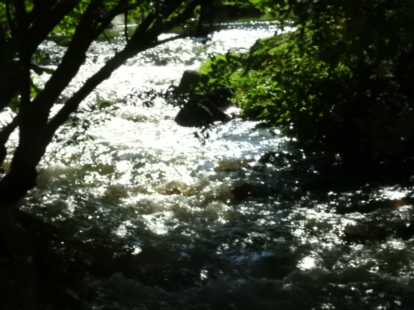 Brewster Garden 22 of 23 (#0468)