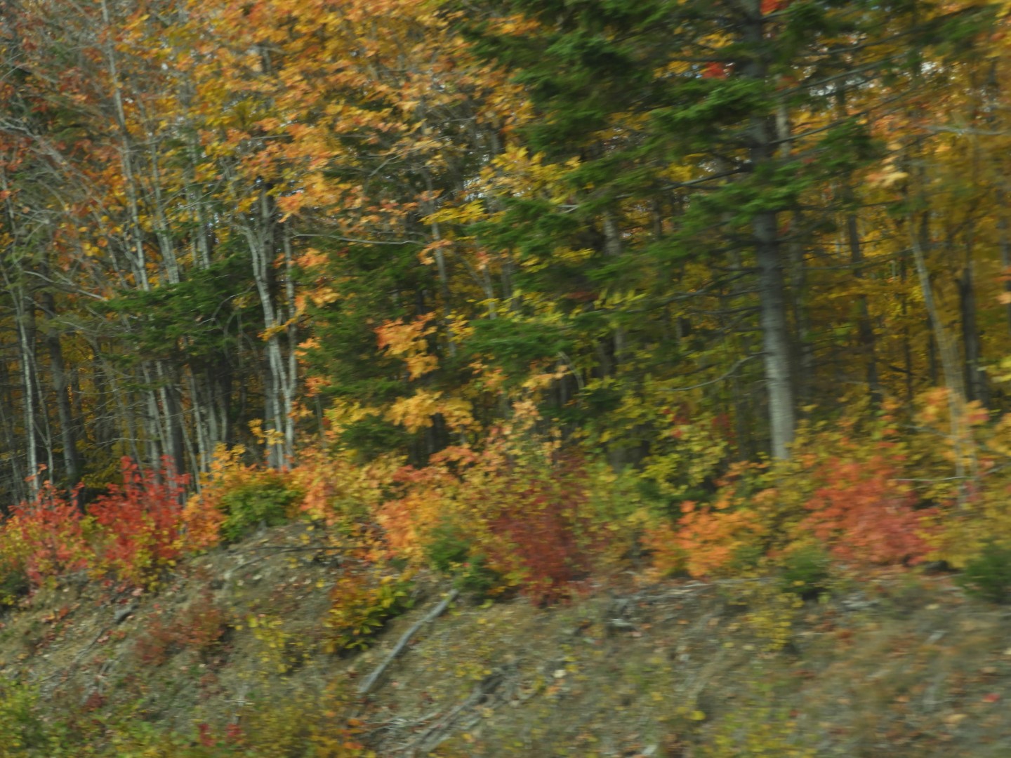 Scenery in northern New Brunswick CN 13 of 25 (#0699)