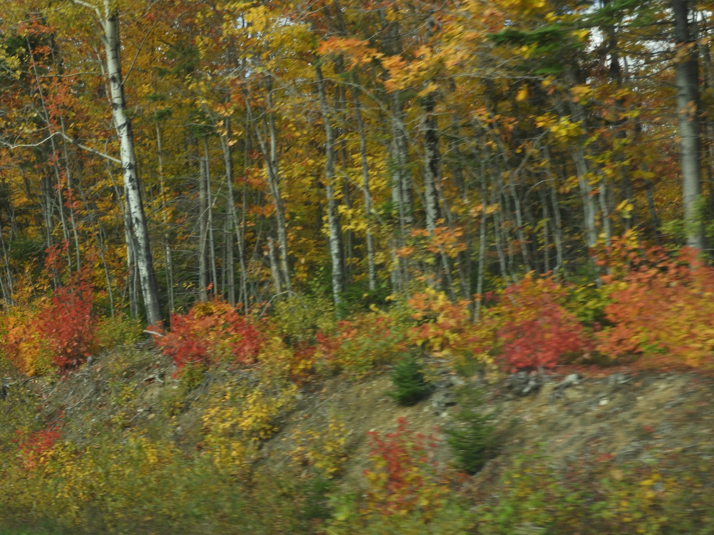 Scenery in northern New Brunswick CN 14 of 25 (#0700)