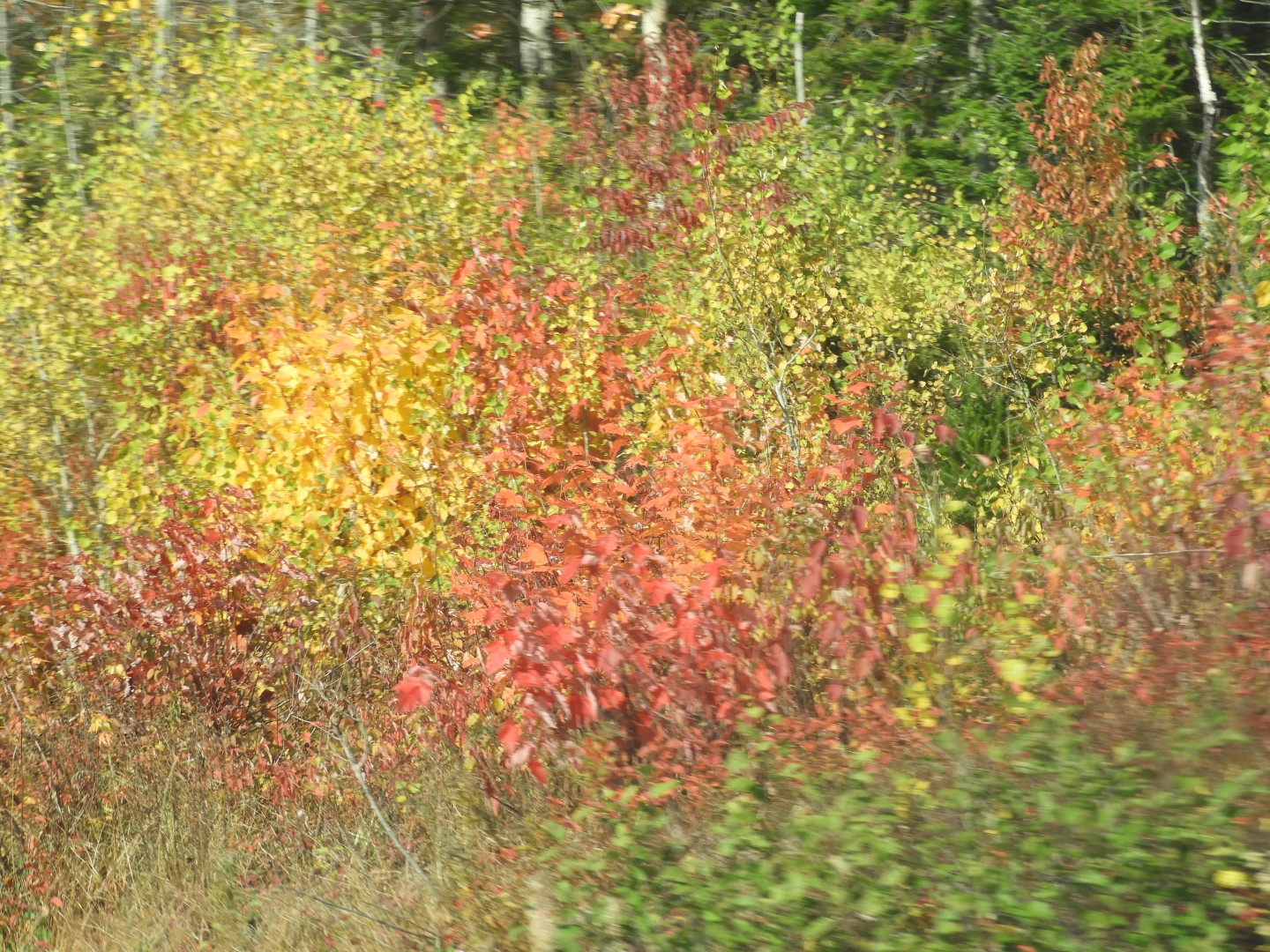 Scenery in northern New Brunswick CN 17 of 25 (#0714)