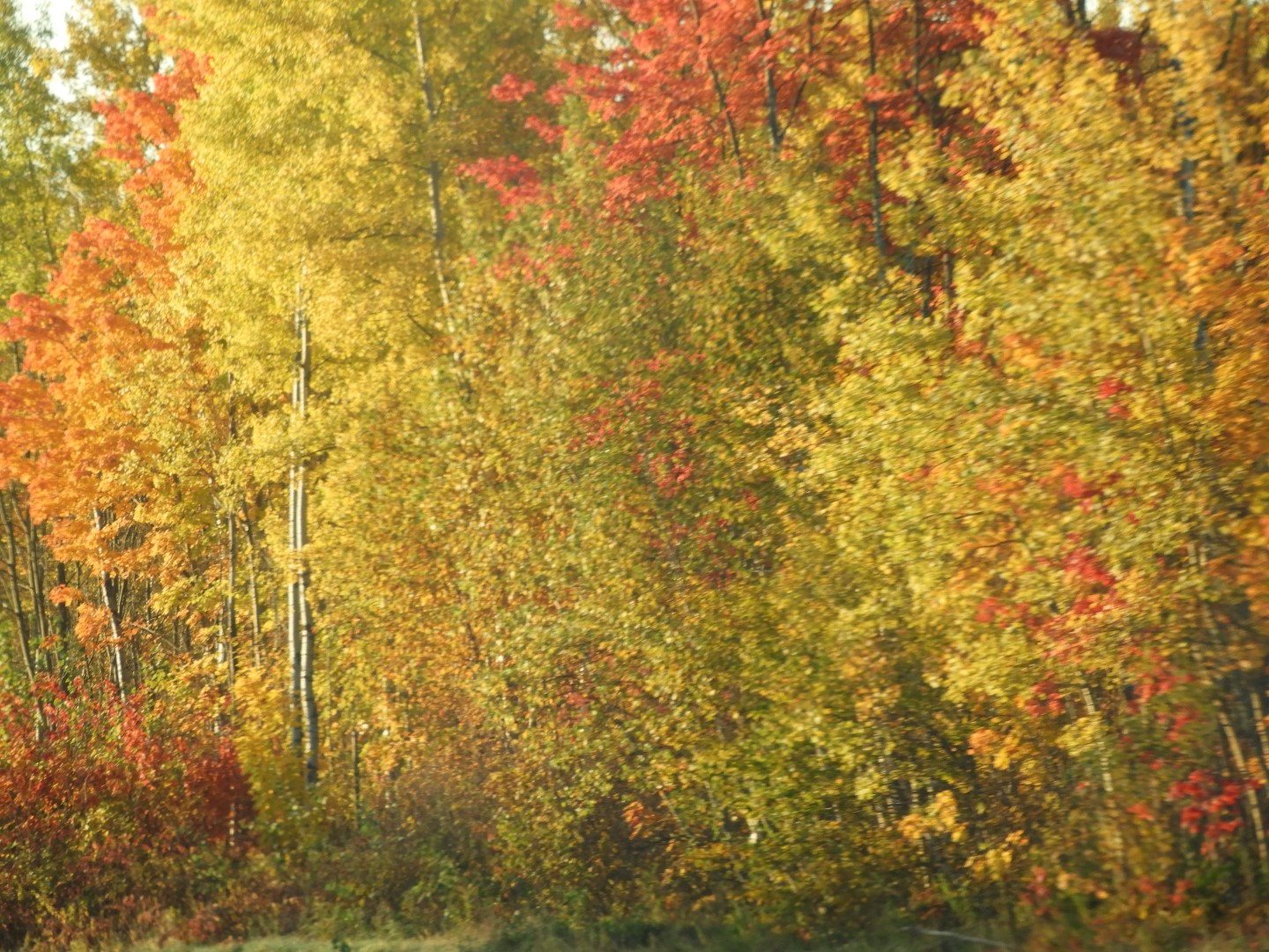 Scenery in northern New Brunswick CN  1 of 17 (#0767)