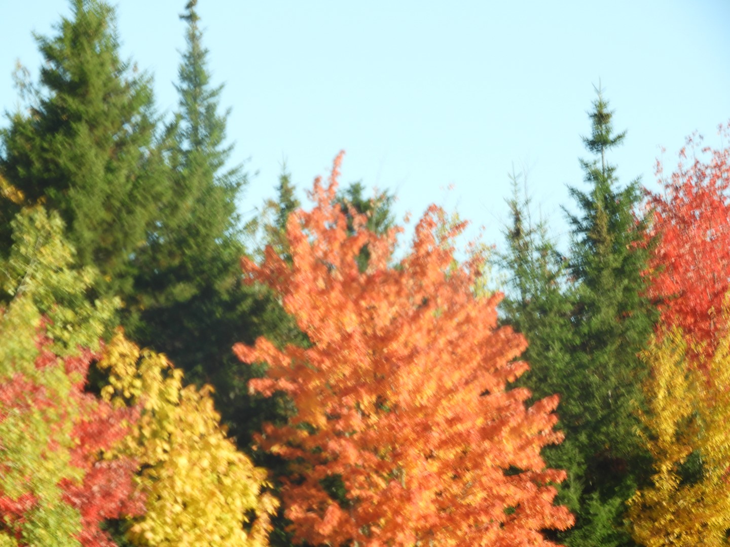 Scenery in northern New Brunswick CN  9 of 17 (#0775)