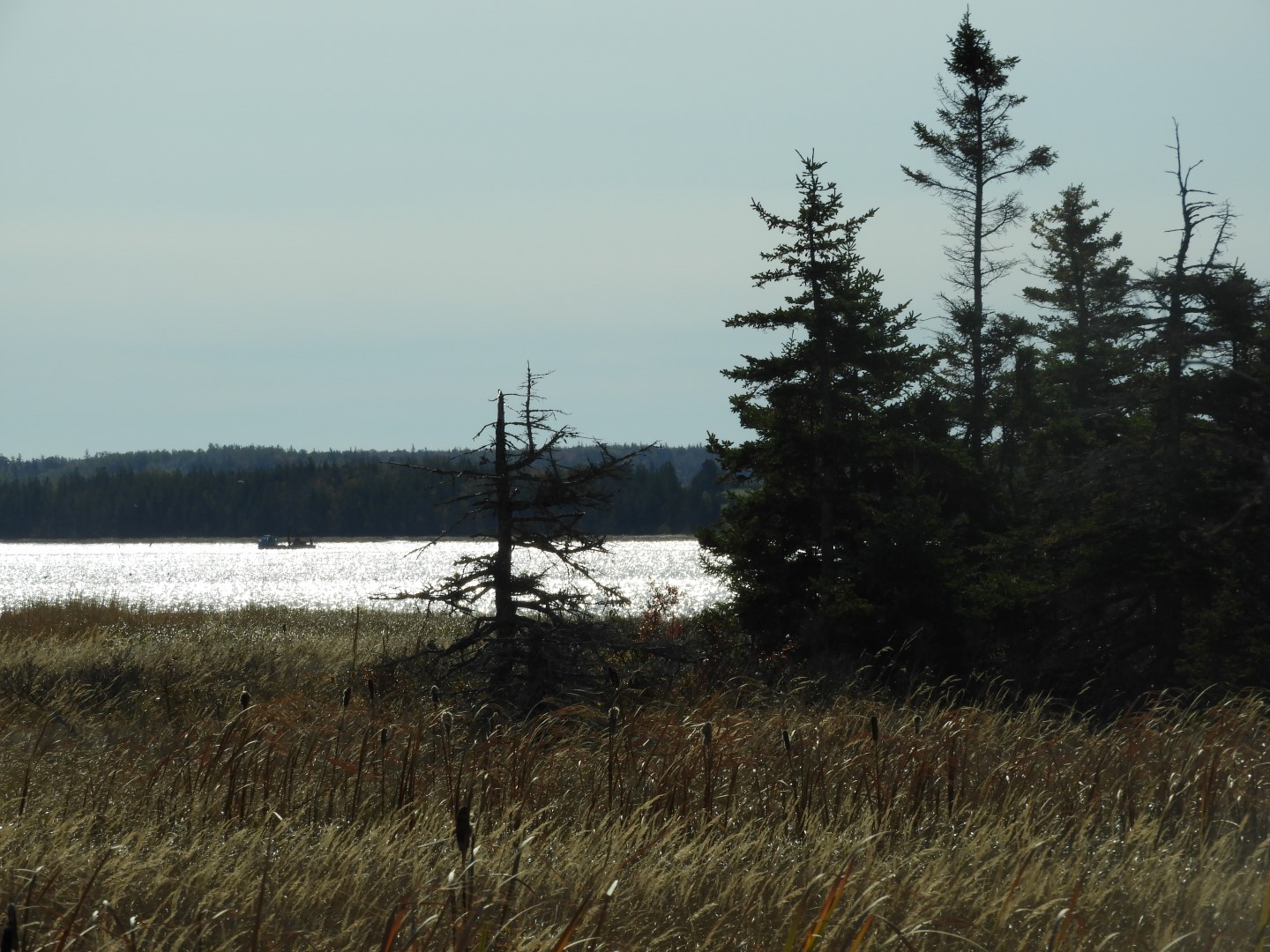 Along the northern coast of Prince Edward Island CN 8 of  8 (#0880)