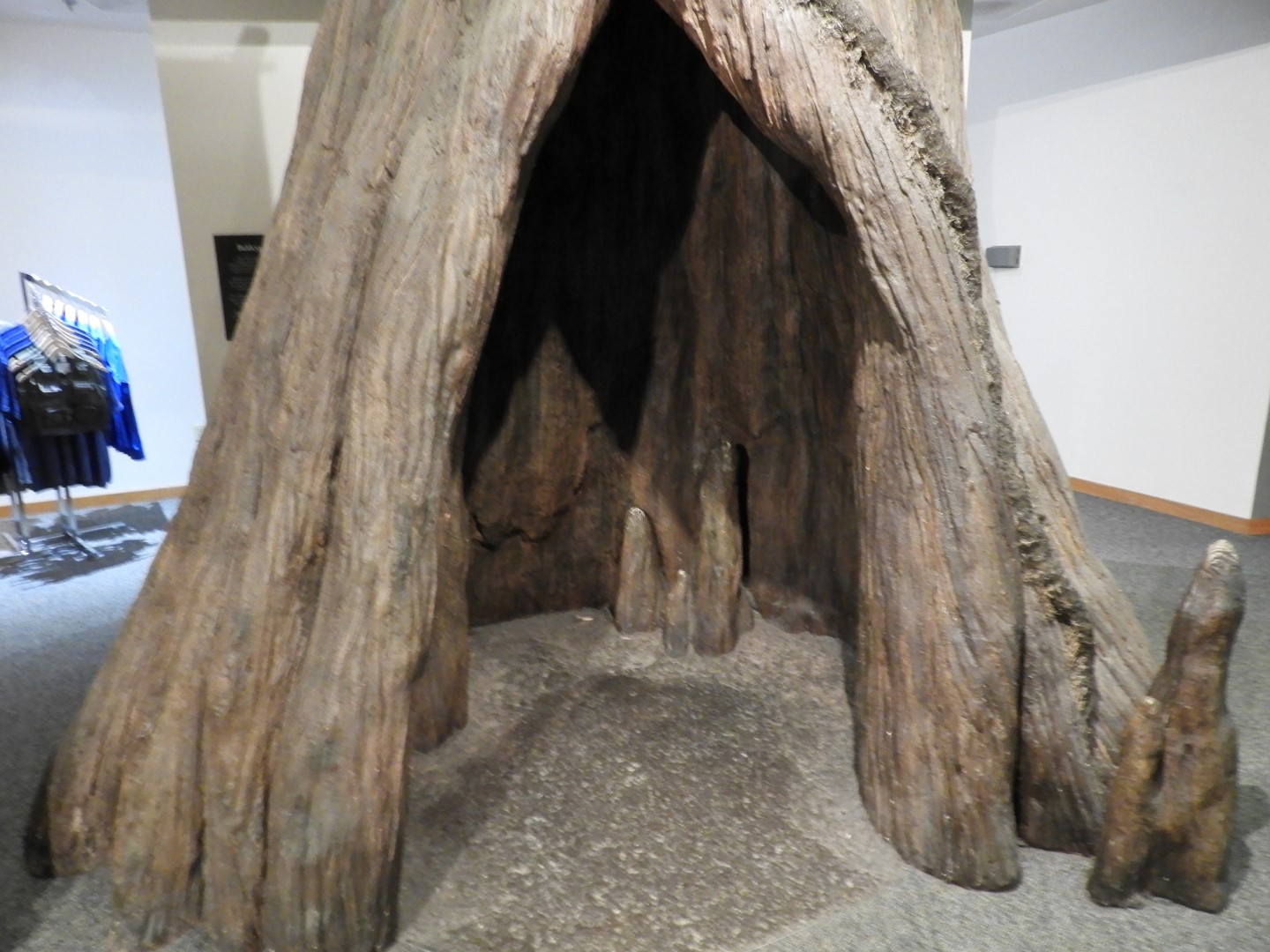 Congaree National Park near Hopkins SC  7 of 24 (#6539)