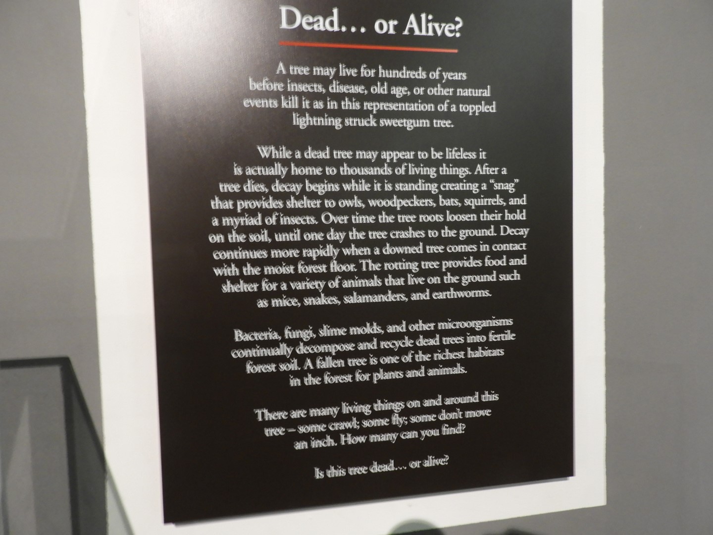 Congaree National Park near Hopkins SC 10 of 24 (#6542)