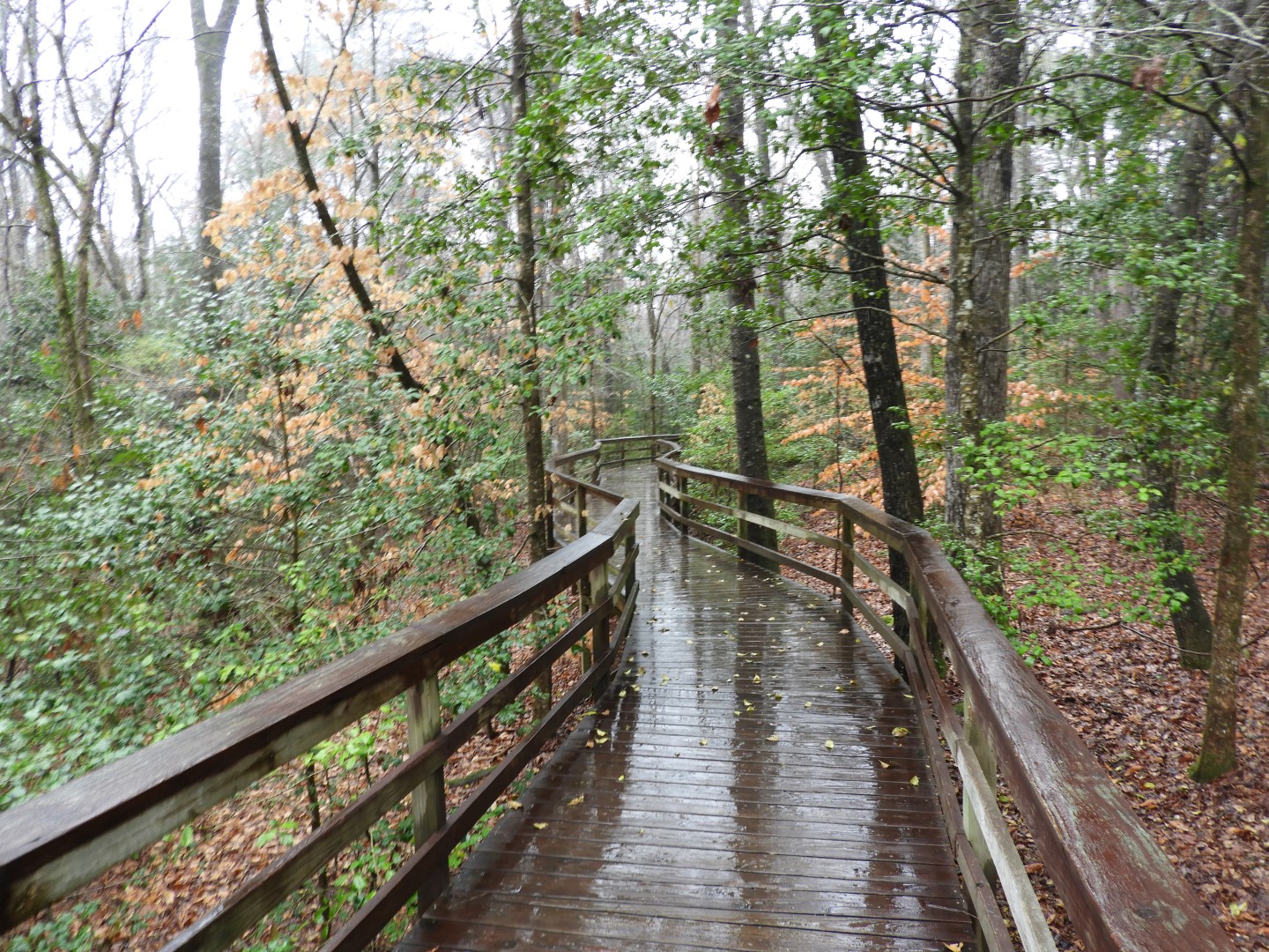 Congaree National Park near Hopkins SC 11 of 24 (#6543)