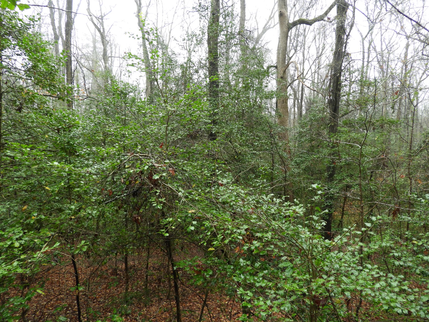 Congaree National Park near Hopkins SC 12 of 24 (#6544)