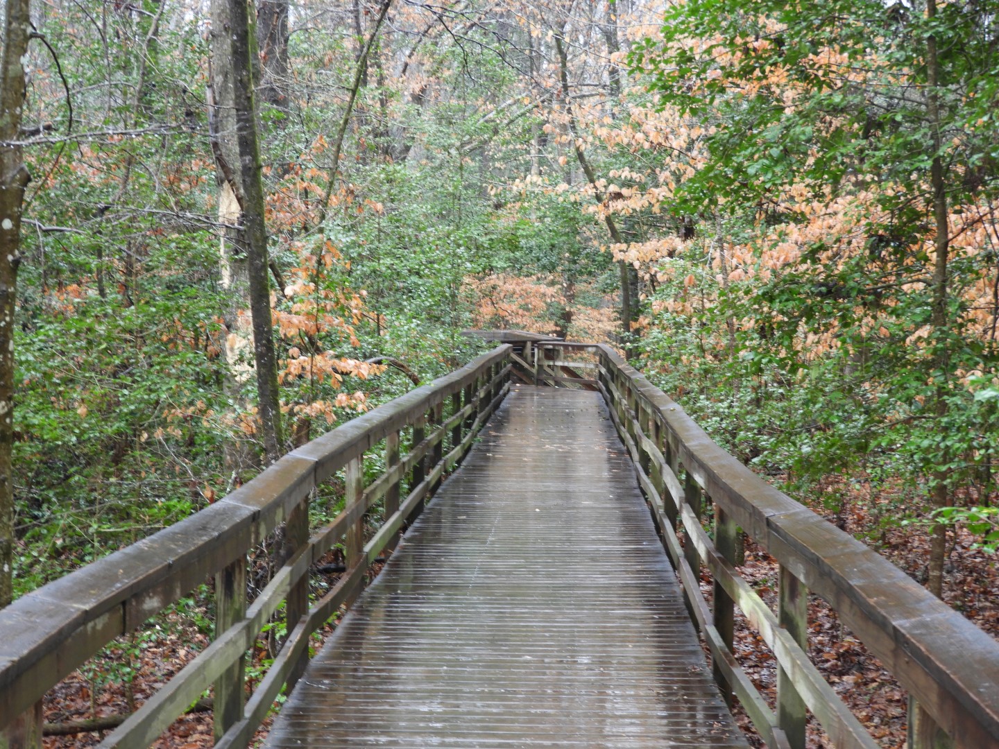 Congaree National Park near Hopkins SC 15 of 24 (#6547)