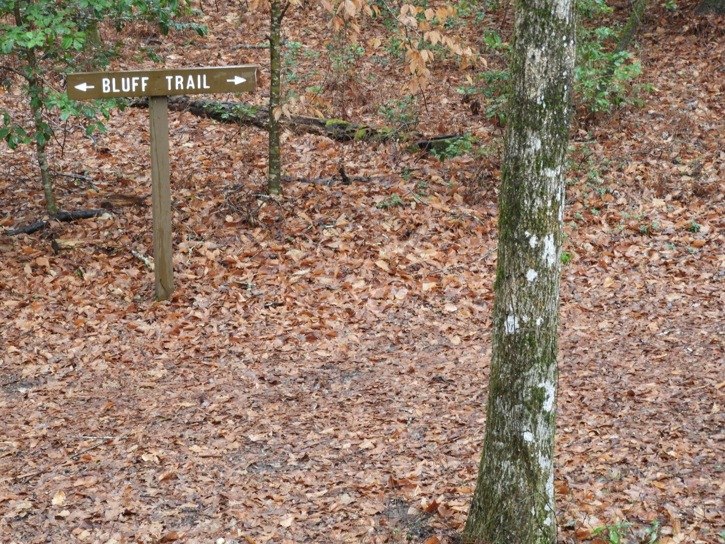 Congaree National Park near Hopkins SC 16 of 24 (#6548)