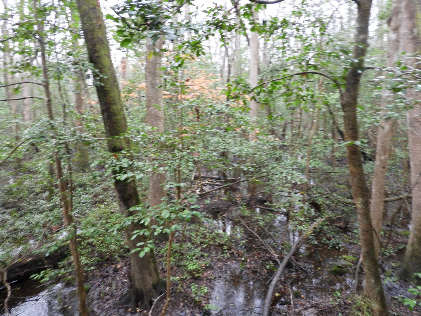 Congaree National Park near Hopkins SC 17 of 24 (#6549)