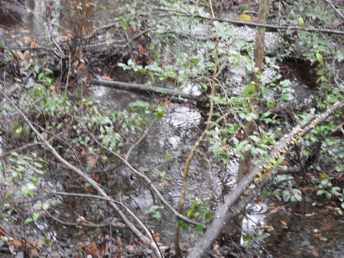 Congaree National Park near Hopkins SC 18 of 24 (#6550)