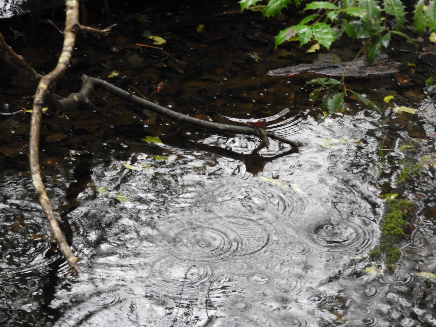 Congaree National Park near Hopkins SC 19 of 24 (#6551)