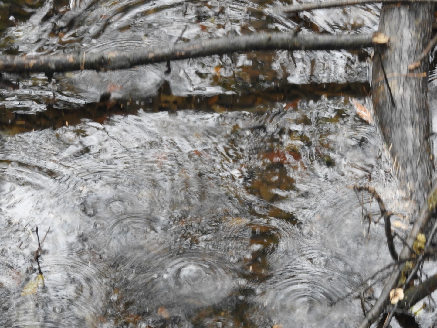 Congaree National Park near Hopkins SC 21 of 24 (#6553)