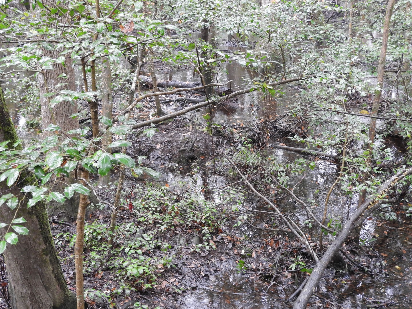 Congaree National Park near Hopkins SC 22 of 24 (#6554)