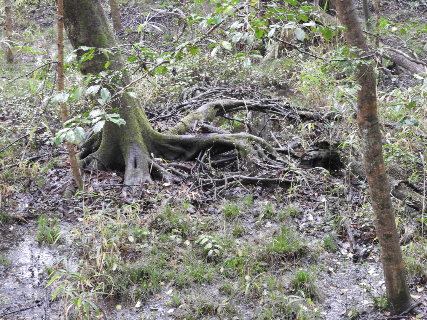 Congaree National Park near Hopkins SC 23 of 24 (#6555)