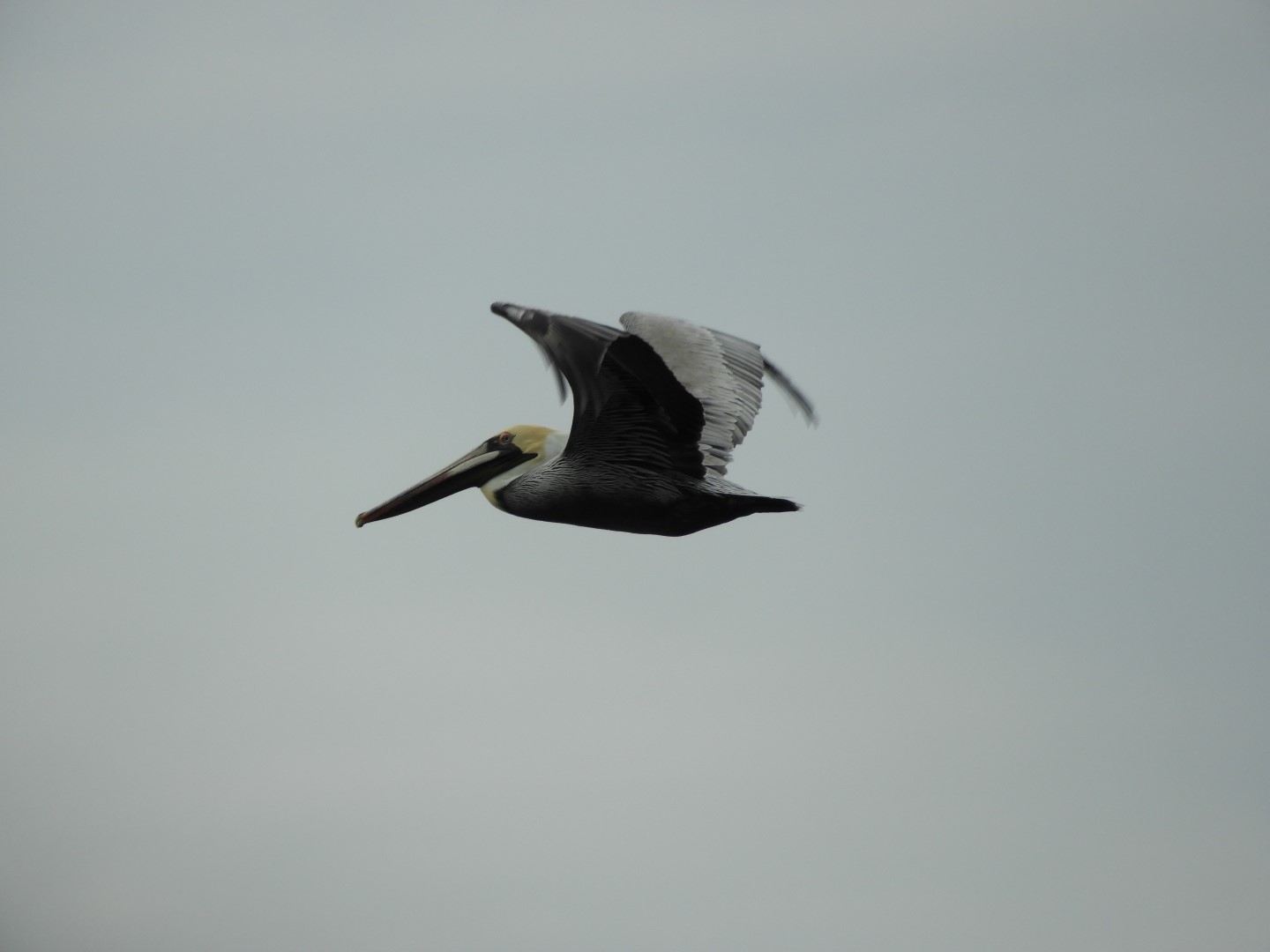 Ferry ride to Fort Sumter National Historic Site SC 16 of 34 (#6623)