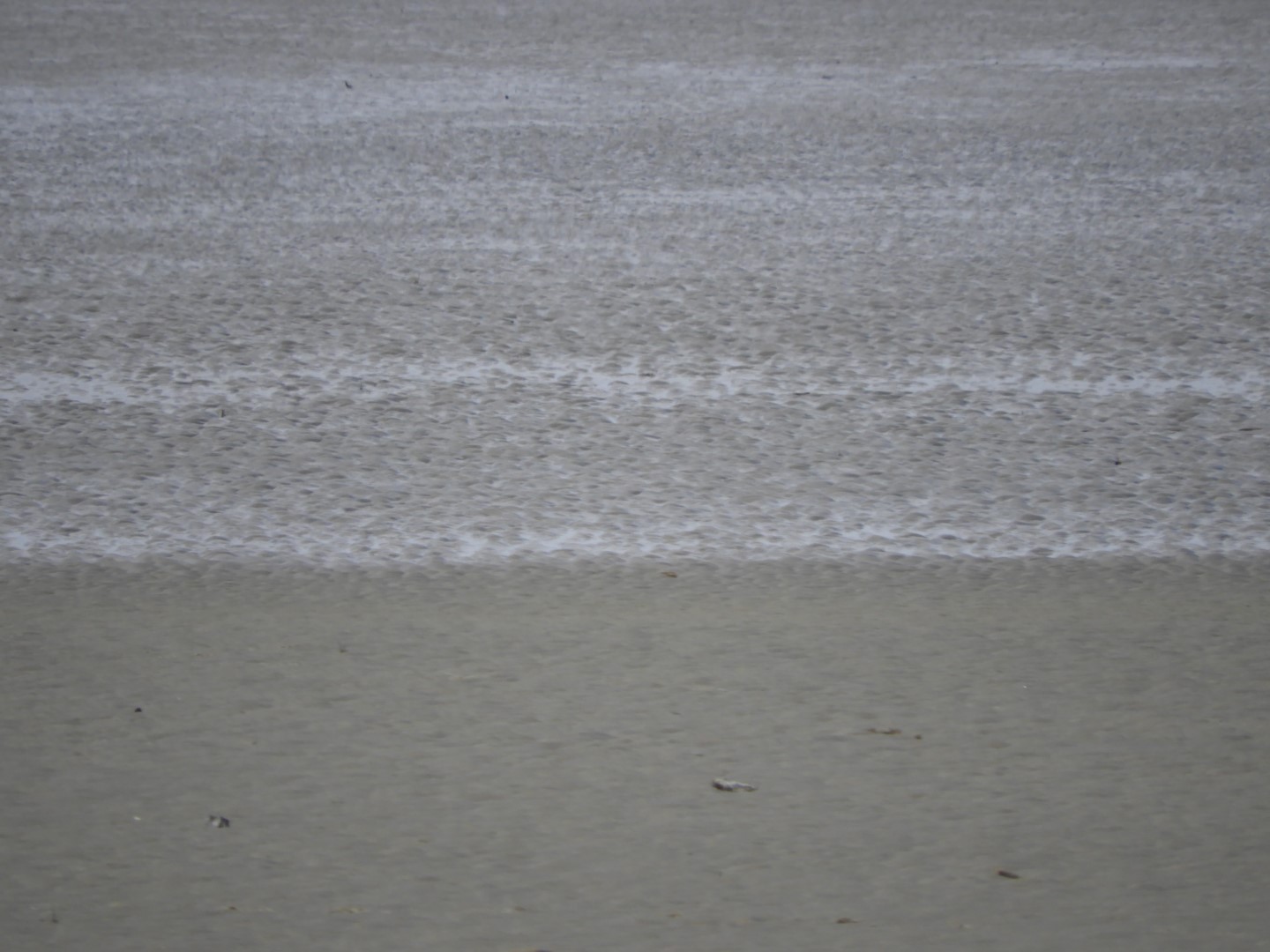 Low-tide sand bars area at Fort Sumter National Historic Site SC 24 of 37 (#6721)