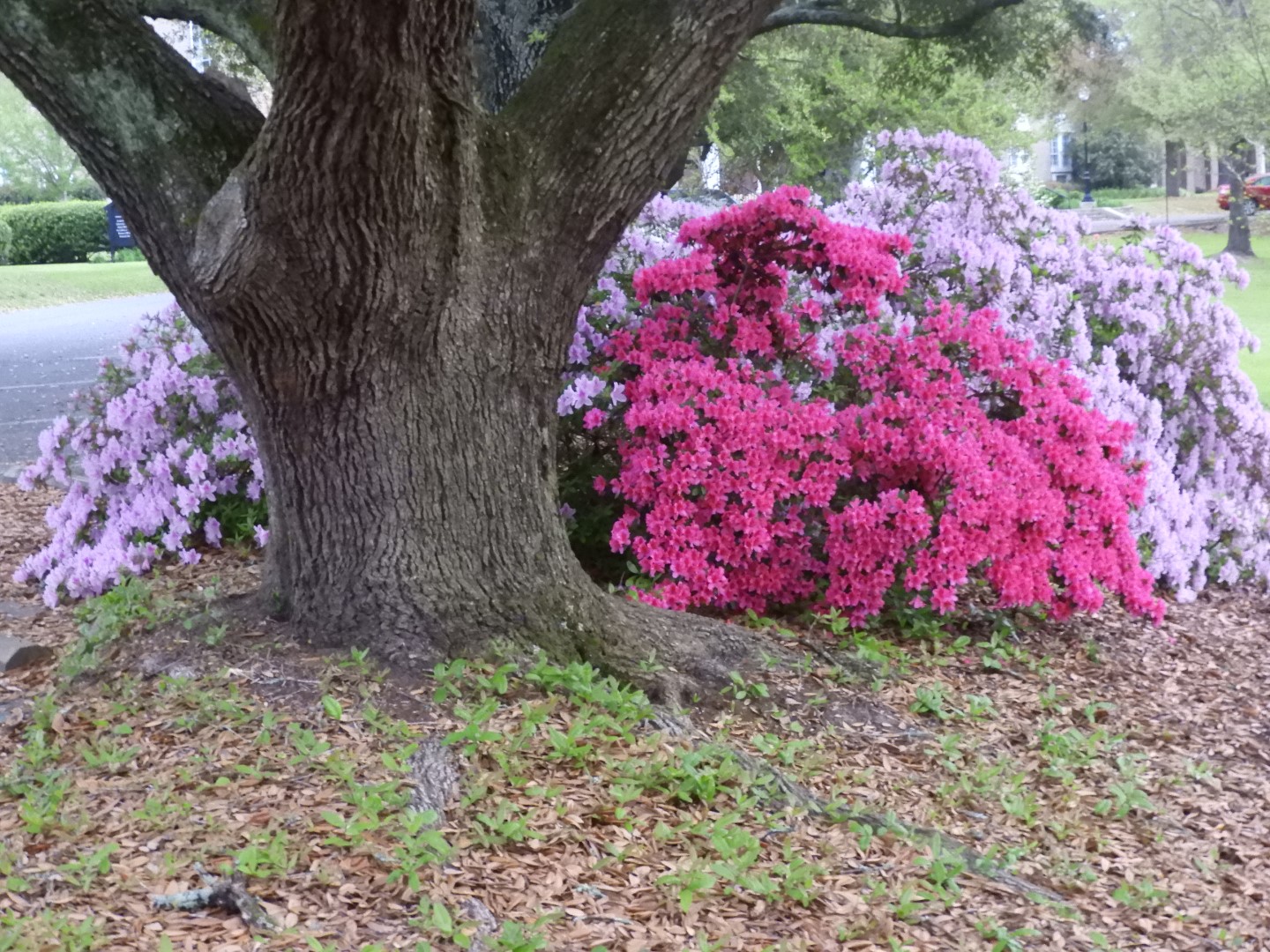 West Alabama University AL 5 of  7 (#6876)